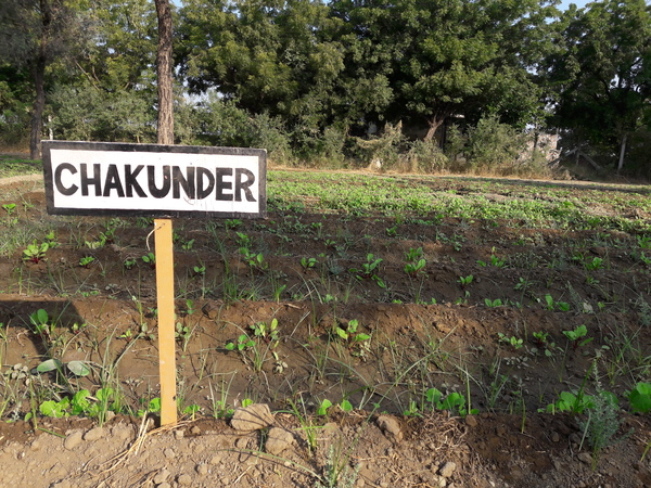 3 week old beetroot plants 600